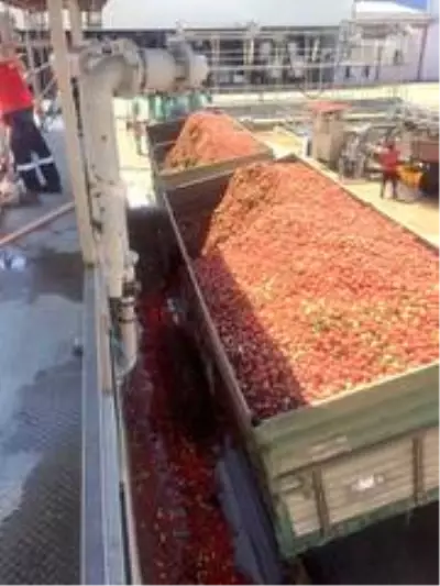 Esgin'den domates üreticisine bir müjde daha Esgin'den domates üreticisine bir müjde daha