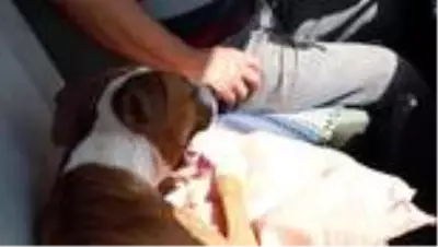 Felçli köpeğine her gün 2 saat antrenman yaptırıyor Felçli köpeğine her gün 2 saat antrenman yaptırıyor