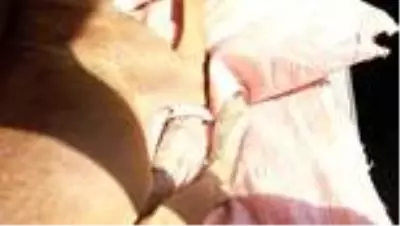 Felçli köpeğine her gün 2 saat antrenman yaptırıyor Felçli köpeğine her gün 2 saat antrenman yaptırıyor