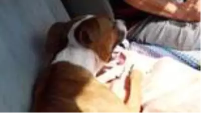 Felçli köpeğine her gün 2 saat antrenman yaptırıyor Felçli köpeğine her gün 2 saat antrenman yaptırıyor