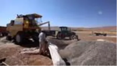 Kayısı diyarında ayçiçeği hasadı Kayısı diyarında ayçiçeği hasadı