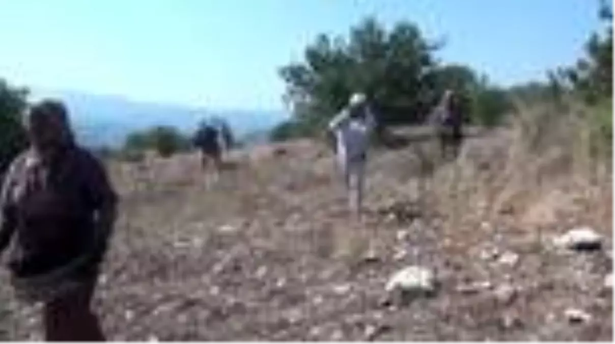 Kırda yetişen çitlembik, kadınların gelir kapısı oldu