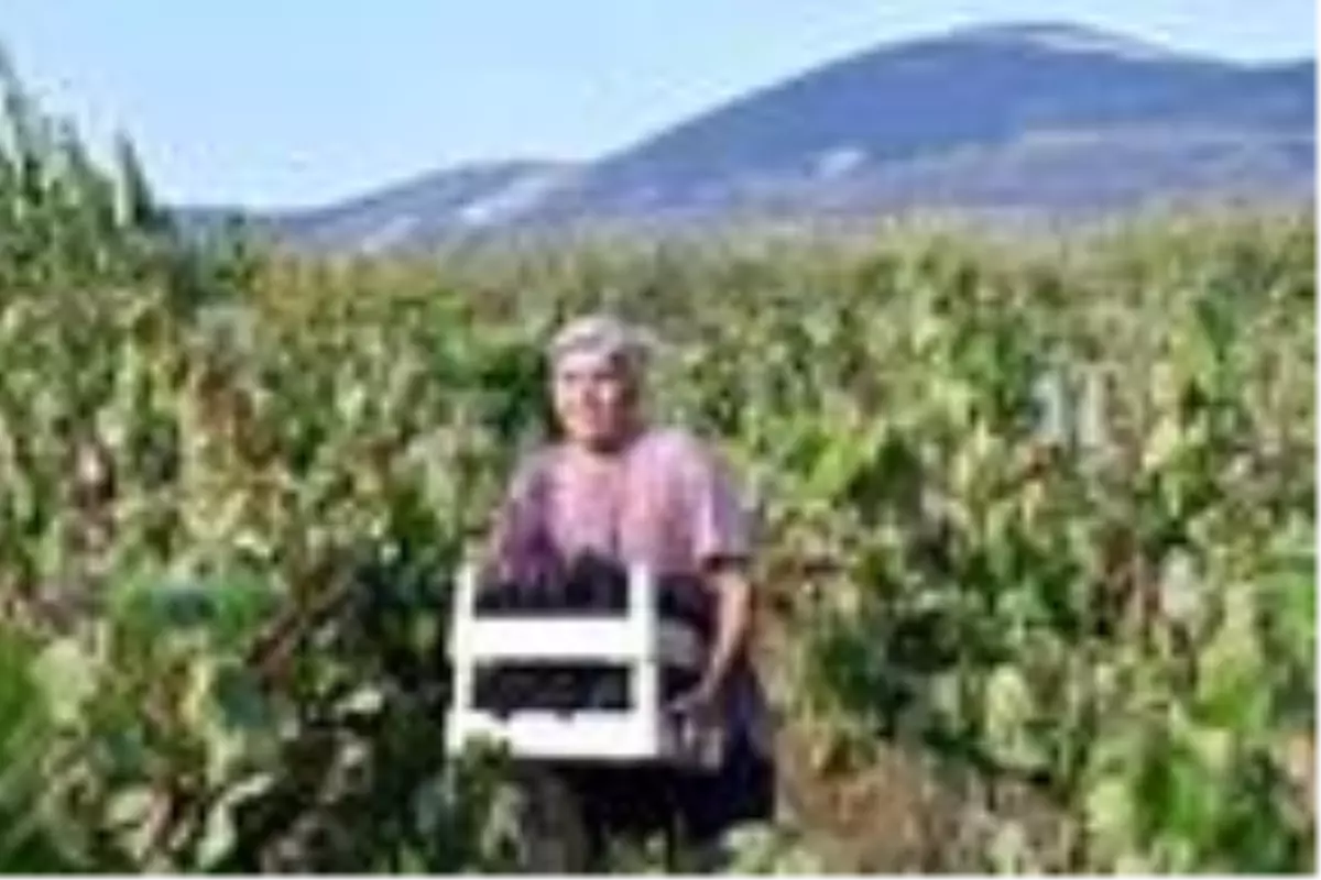 'Kuraklık, üzümde verim ve kaliteyi etkilemedi'