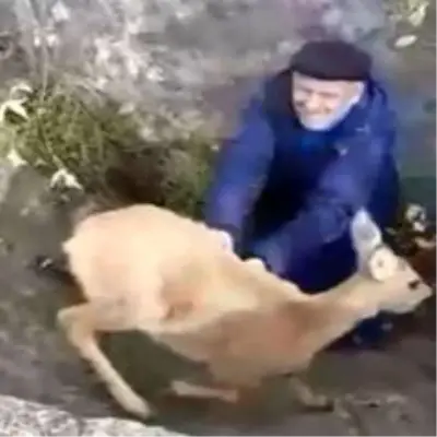 Çukura düşen çaresiz karacayı tüm tehlikelere rağmen yaşlı çift kurtardı Çukura düşen çaresiz karacayı tüm tehlikelere rağmen yaşlı çift kurtardı
