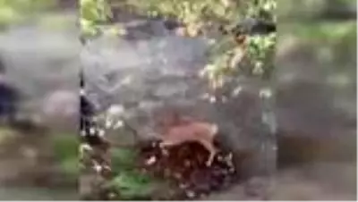 Çukura düşen çaresiz karacanın yardımına yaşlı çift yetişti Çukura düşen çaresiz karacanın yardımına yaşlı çift yetişti