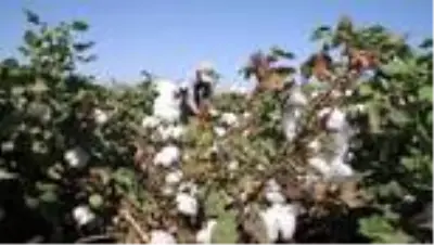 Sınırın sıfır noktasında pamuk hasadı başladı Sınırın sıfır noktasında pamuk hasadı başladı
