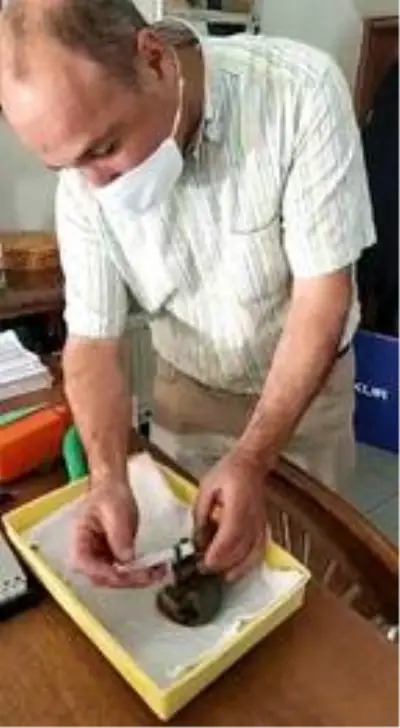 Yavru sincapları şırınga ile besliyor Yavru sincapları şırınga ile besliyor