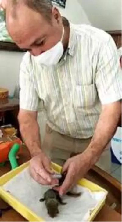 Yavru sincapları şırınga ile besliyor Yavru sincapları şırınga ile besliyor