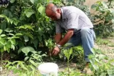 Adilcevaz'ın cevizi bölge ve batı illerinde de yetişecek Adilcevaz'ın cevizi bölge ve batı illerinde de yetişecek