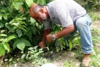 Adilcevaz'ın cevizi bölge ve batı illerinde de yetişecek Adilcevaz'ın cevizi bölge ve batı illerinde de yetişecek