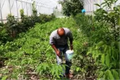 Adilcevaz'ın cevizi bölge ve batı illerinde de yetişecek Adilcevaz'ın cevizi bölge ve batı illerinde de yetişecek
