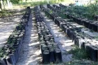 Adilcevaz'ın cevizi bölge ve batı illerinde de yetişecek Adilcevaz'ın cevizi bölge ve batı illerinde de yetişecek