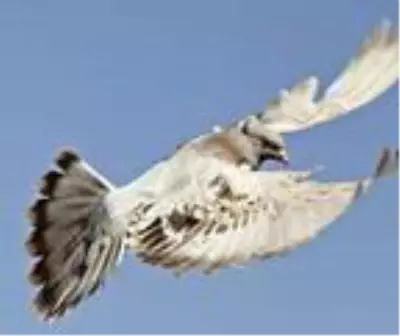 Ailesinin güvercin besleyen 3'üncü kuşak temsilcisi Ailesinin güvercin besleyen 3'üncü kuşak temsilcisi