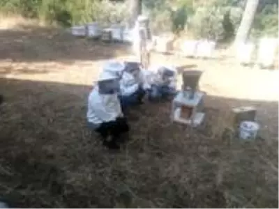 Aydınlı arıcılar sertifikalı oldu Aydınlı arıcılar sertifikalı oldu