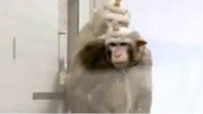 Bilim insanları, denek olarak kullandığı maymunların kafasını matkapla delip beton döküyor Bilim insanları, denek olarak kullandığı maymunların kafasını matkapla delip beton döküyor