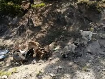 Çevre ilçe ve beldelerden toplanan sokak köpekleri Doğanlar köyüne bırakılıyor Çevre ilçe ve beldelerden toplanan sokak köpekleri Doğanlar köyüne bırakılıyor