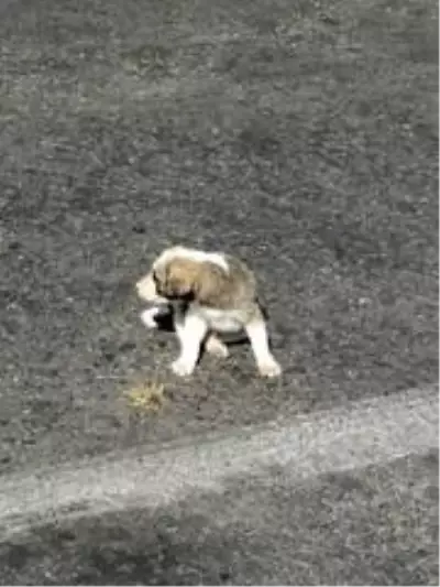 Çevre ilçe ve beldelerden toplanan sokak köpekleri Doğanlar köyüne bırakılıyor Çevre ilçe ve beldelerden toplanan sokak köpekleri Doğanlar köyüne bırakılıyor