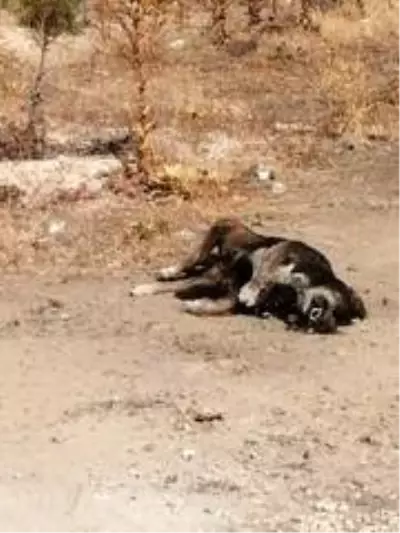 Çevre ilçe ve beldelerden toplanan sokak köpekleri Doğanlar köyüne bırakılıyor Çevre ilçe ve beldelerden toplanan sokak köpekleri Doğanlar köyüne bırakılıyor