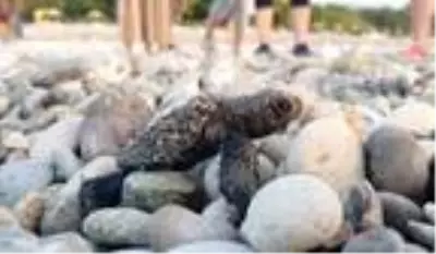 Çıralı'da bu sezon 3 bin 100 caretta caretta denizle buluştu Çıralı'da bu sezon 3 bin 100 caretta caretta denizle buluştu
