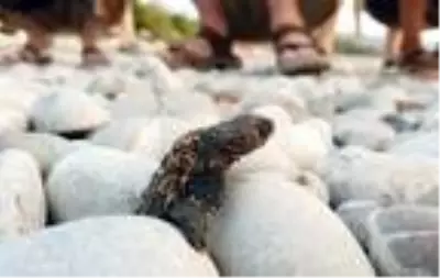 Çıralı'da bu sezon 3 bin 100 caretta caretta denizle buluştu Çıralı'da bu sezon 3 bin 100 caretta caretta denizle buluştu
