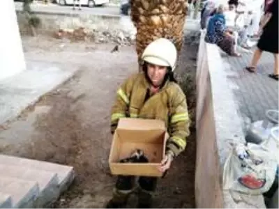 Son dakika haber... İzmir'de alevlerin arasında kalan 5 yavru kedi, itfaiye ekiplerince kurtarıldı Son dakika haber... İzmir'de alevlerin arasında kalan 5 yavru kedi, itfaiye ekiplerince kurtarıldı