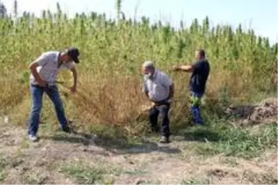 Kenevirin ekim alanı arttı, kuraklıktan verim düştü Kenevirin ekim alanı arttı, kuraklıktan verim düştü