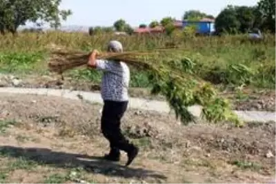 Kenevirin ekim alanı arttı, kuraklıktan verim düştü Kenevirin ekim alanı arttı, kuraklıktan verim düştü