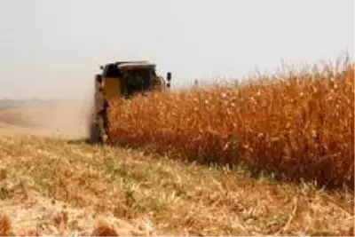 Kilis'te mısır hasadı başladı Kilis'te mısır hasadı başladı