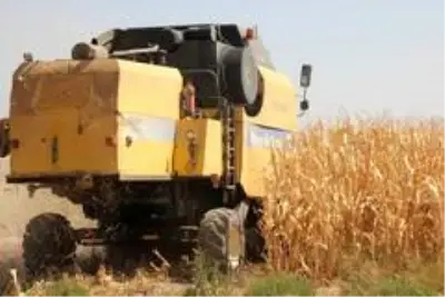Kilis'te mısır hasadı başladı Kilis'te mısır hasadı başladı