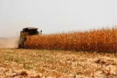 Kilis'te mısır hasadı başladı Kilis'te mısır hasadı başladı