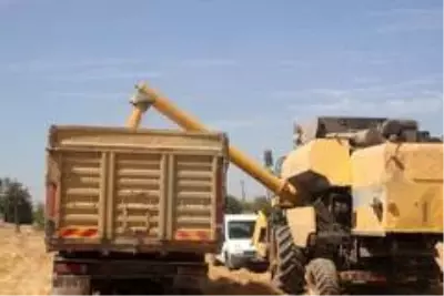 Kilis'te mısır hasadı başladı Kilis'te mısır hasadı başladı