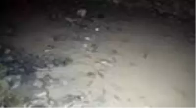 Kuruyan ırmak yatağındaki balıklar gölet açılarak kurtarıldı Kuruyan ırmak yatağındaki balıklar gölet açılarak kurtarıldı