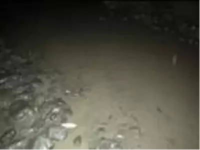 Kuruyan ırmak yatağındaki balıklar gölet açılarak kurtarıldı Kuruyan ırmak yatağındaki balıklar gölet açılarak kurtarıldı