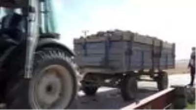 Malazgirt'te pancar alım kampanyası başladı Malazgirt'te pancar alım kampanyası başladı