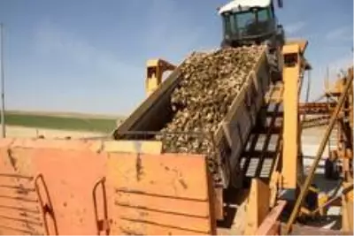 Malazgirt'te pancar alım kampanyası törenle başladı Malazgirt'te pancar alım kampanyası törenle başladı