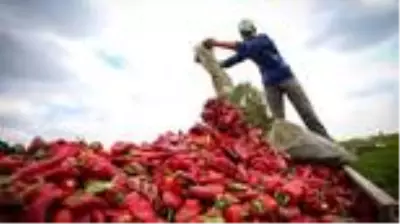 Milletvekili Esgin'den kapya biber üreticisine Türk Şeker müjdesi Milletvekili Esgin'den kapya biber üreticisine Türk Şeker müjdesi