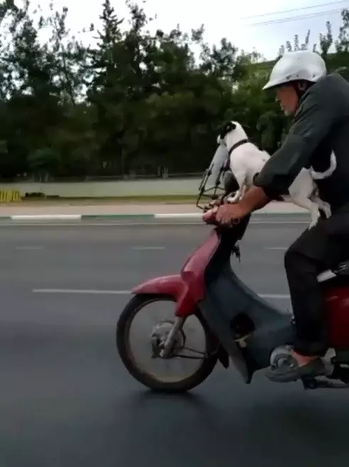 Son Dakika Haberleri Motosikletli Kopek Kamerada Haberler