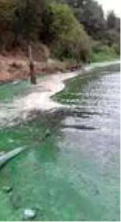 Sultangazi'de baraj suyu yeşile döndü Sultangazi'de baraj suyu yeşile döndü