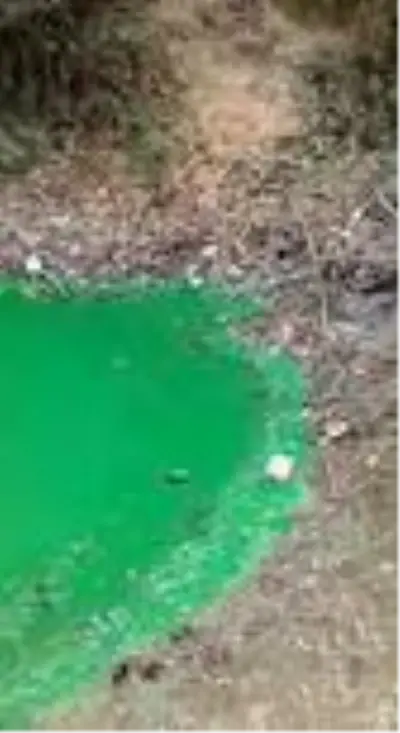 Sultangazi'de baraj suyu yeşile döndü Sultangazi'de baraj suyu yeşile döndü