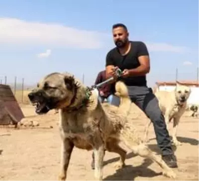 PÖH'ün yanında görev alacak kangallar, vatan görevi için hazır PÖH'ün yanında görev alacak kangallar, vatan görevi için hazır