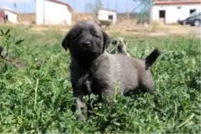 PÖH'ün yanında görev alacak kangallar, vatan görevi için hazır PÖH'ün yanında görev alacak kangallar, vatan görevi için hazır
