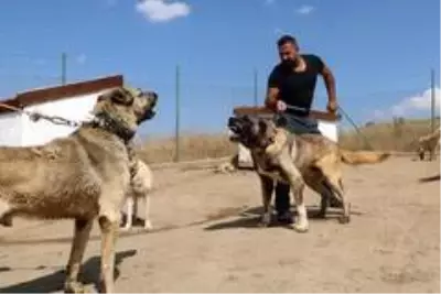 PÖH'ün yanında görev alacak kangallar, vatan görevi için hazır PÖH'ün yanında görev alacak kangallar, vatan görevi için hazır