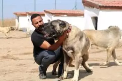 PÖH'ün yanında görev alacak kangallar, vatan görevi için hazır PÖH'ün yanında görev alacak kangallar, vatan görevi için hazır