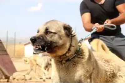 PÖH'ün yanında görev alacak kangallar, vatan görevi için hazır PÖH'ün yanında görev alacak kangallar, vatan görevi için hazır