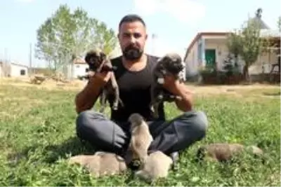 PÖH'ün yanında görev alacak kangallar, vatan görevi için hazır PÖH'ün yanında görev alacak kangallar, vatan görevi için hazır