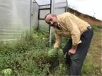 Rize?de teyze-yeğen, komşularına inat çekirdekten karpuz yetiştirdi Rize?de teyze-yeğen, komşularına inat çekirdekten karpuz yetiştirdi