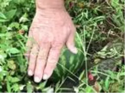 Rize?de teyze-yeğen, komşularına inat çekirdekten karpuz yetiştirdi Rize?de teyze-yeğen, komşularına inat çekirdekten karpuz yetiştirdi