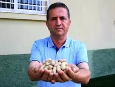 Türkiye'nin yer fıstığı üretiminin yüzde 60'ı Adana'dan Türkiye'nin yer fıstığı üretiminin yüzde 60'ı Adana'dan