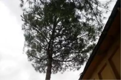 Yaşlı adam ağaçtan düşüp yaralandı Yaşlı adam ağaçtan düşüp yaralandı