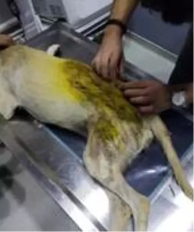 SOKAK KÖPEĞİNİ HEDEF TAHTASI YAPTILAR